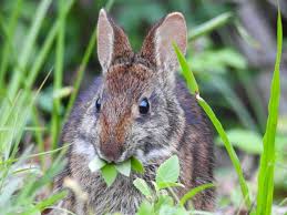 They may damage flowers, shrubs, trees, and vegetables any time of the year. Humane Ways To Prevent Rabbit Damage In The Garden Hgtv