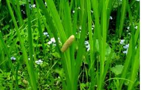 似てる植物の違いパート 菖蒲 花菖蒲 アヤメ カキツバタ ジャーマンアイリスの違い Greensnap グリーンスナップ