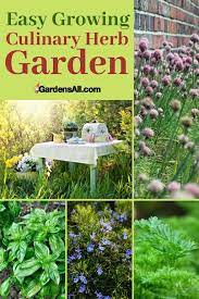 Easy Growing Culinary Herbs For Flavor And Nutrition Gardensall Medicinal Herbs Garden Culinary Herbs Herb Garden Design