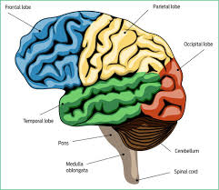 Webmd's brain anatomy page provides a detailed diagram and definition of the brain including its the brain is one of the largest and most complex organs in the human body. Stroke And Stroke Rehabilitation 2 Brain Anatomy British Journal Of Healthcare Assistants