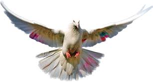 Merpati putih, burung penerbangan columbidae, dove, binatang, fotografi png. 700 Gambar Burung Png Paling Keren Gambar Id