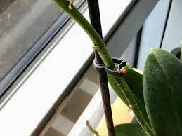 Please note we no longer sell keiki paste it should not be confused with paste or powder containing auxins, which are the trick is to get the paste onto the node before it is differentiated. Keiki Cloning Paste Review Does It Work Plantophiles