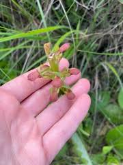 Image result for Disa brevicornis