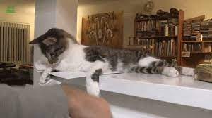 I Just Learned Why Cats Knock Things Over And It Makes Total Sense Cats Cat Proofing Cat Empire