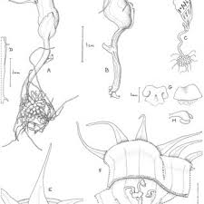 Image result for Afrothismia zambesiaca