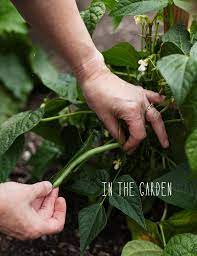 Fine gardening magazine is for gardening enthusiasts of all skill levels, covering all aspects of gardening. Pacific Northwest Gardening Blog Honest Magazine