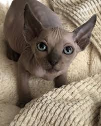I have the best sphynx kitten for sale. Sphynx Sale Indiana 5 Hoobly Us