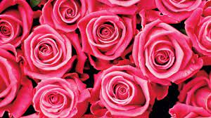Tied to the left, the flowers' symbolism applied to the giver, whereas tied to the right, the sentiment was in. Say It With Flowers A New Book Revives The Victorian Trend For Bestowing Meanings On Our Blooms The Independent The Independent
