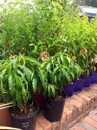 We did not find results for: New Dwarf Fruit Trees Have Official Beasley S Nursery Facebook