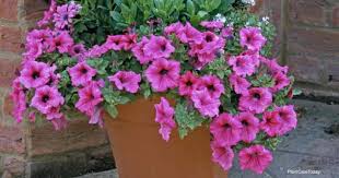 What are the different colors of petunia flowers? What Are The Best Spiller Annuals For Containers