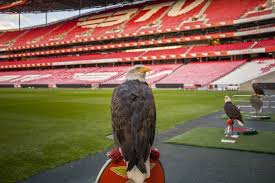 Einen lissabonner stadtteil, siehe benfica (lissabon) · benfica do ribatejo, gemeinde in portugal; Lissabon Luz Stadiontour Und Museum Sl Benfica Getyourguide