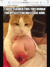 100 Dank Cat Memes Ever That Will Make You Rock N Roll In 2020 Cat Memes Cat Memes Clean Funny Cat Memes