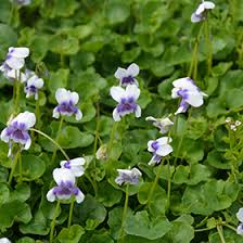 Image result for Viola hederacea