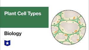 Plant cell parts, functions & diagrams. Plant Cell Types Biology Youtube