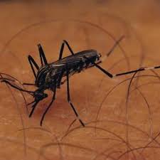 In the summer we clear our property of mosquitoes only to have the wind blow in new mosquitoes from surrounding areas. Pin On Outside