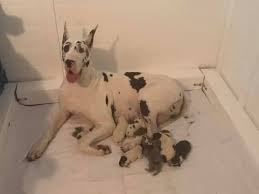Great dane puppy for sale near blaine, minnesota, usa. Great Dane Puppies