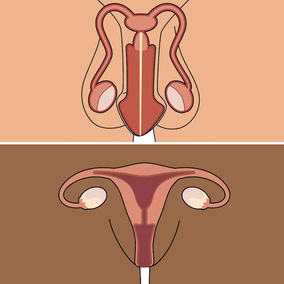 Private body parts of a girl or person with a vulva – Healthy Respect