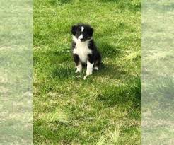 Buying from a dog breeder you can buy an dog quest: Puppyfinder Com Australian Shepherd Puppies Puppies For Sale Near Me In New Jersey Usa Page 1 Displays 10
