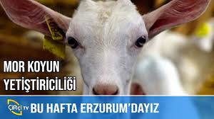 Buyukbas Hayvan Yetistiriciligi Dersimiz Hayvancilik Youtube