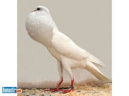 Birds That Don T Fly 94 Pomeranian Pouter Pigeons Pomeranian Pouter Pigeons Whites And White Gray 25 Ea Or 45 Per Pair Call Or Text 7068335535 C Pigeon Breeds Pigeon Pictures Pigeon