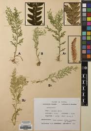 Image result for Selaginellaceae