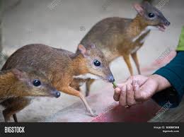 Distribution of the deer mouse. Java Mouse Deer Image Photo Free Trial Bigstock