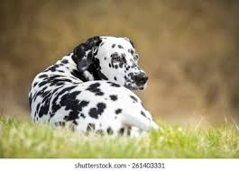 Image result for dalmatin