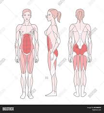 The abdominal muscles are shown in red, it is very easy to see from this diagram how a six pack is made, and also why some people have an eight pack. Figure Woman Scheme Image Photo Free Trial Bigstock