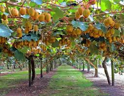 İlkbahar için prosedürü ertelemek gerekecek. Kivi Agaci Nasil Dikilir Cicekal Net