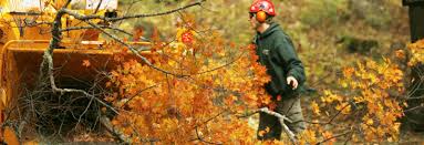 Maybe you would like to learn more about one of these? Pro Cut Tree Chipping Melbourne Tree Chipping Services Melbourne
