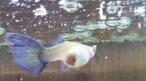 Guppy Pregnant Vs Not Pregnant Youtube