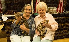 bengalskaya koshka leopardovaya istoriya porody opisanie harakter sovety po soderzhaniyu i uhodu foto bengala