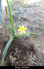 Image result for Hypoxis angustifolia