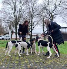 Image result for bernský honič