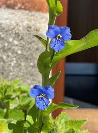 Image result for Commelina purpurea