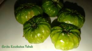 Jika setelah mengonsumsi makanan penurun darah tinggi di atas anda tidak mendapati perubahan tensi, segera konsultasikan ke dokter untuk menjalani. Wajib Tau Inilah 15 Manfaat Dan Khasiat Biji Halba Untuk Kesehatan By Berita Kesehatantubuh