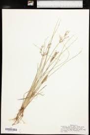 Image result for Fimbristylis quinquangularis