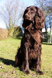 They adapt well to hunting and companion status. 25 Irish Setter And German Long Haired Pointer Ideas Irish Setter German Longhaired Pointer Dogs