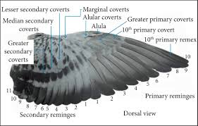 As it was said before, you don't need to add that many wrinkles to the folded membrane. Scielo Brasil A Review On Aerodynamics Of Non Flapping Bird Wings A Review On Aerodynamics Of Non Flapping Bird Wings