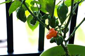 #chefbbs test papriky bhut jolokia peach. Ghost Peppers Everything About The Bhut Jolokia Pepper Geek