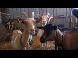 En 2014, la france a produit plus de 29 000 tonnes de lactose. Selina Carbo Eleveuse De Chevre En Ariege Talents Gourmands 2018 Youtube