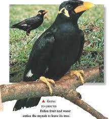 Hill Mynah Birds