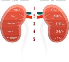 Image result for Renal Function