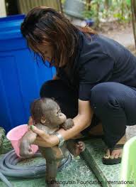 Orangutan Foundation International Baby Cori Gets A Bath Orangutan Foundation International Is Caring For Dozens Of Orphaned Infant Orangutans And Hundreds Of Juveniles Adolescents And Adults Providing Food Shelter Medicine And