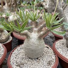 Image result for Pachypodium