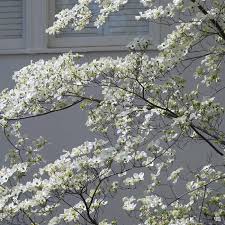 White dogwoods can reach 25 feet in height and width, but can be kept smaller. White Flowering Dogwood Green Acres Nursery Supply