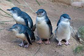 Dwarf Penguin Little Blue Penguin Penguins Pet Birds Cute Animals