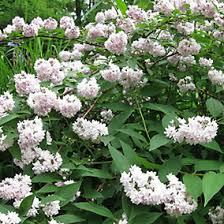 Image result for Deutzia hybrida Pink Pompon