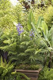 Jacaranda bonsai blue is truly unique as it is the world's first dwarf jacaranda. Bonsai Blue Jacaranda