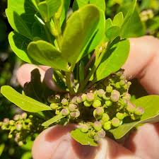 Image result for Searsia lucida